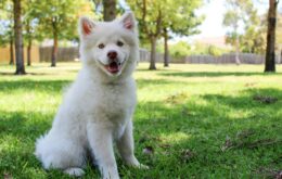 Short-coated White Dog on Green Field