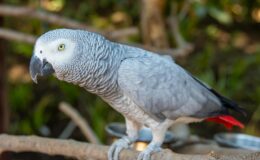 Photo of Grey Parrot Perched On Branch