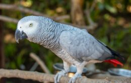 Photo of Grey Parrot Perched On Branch